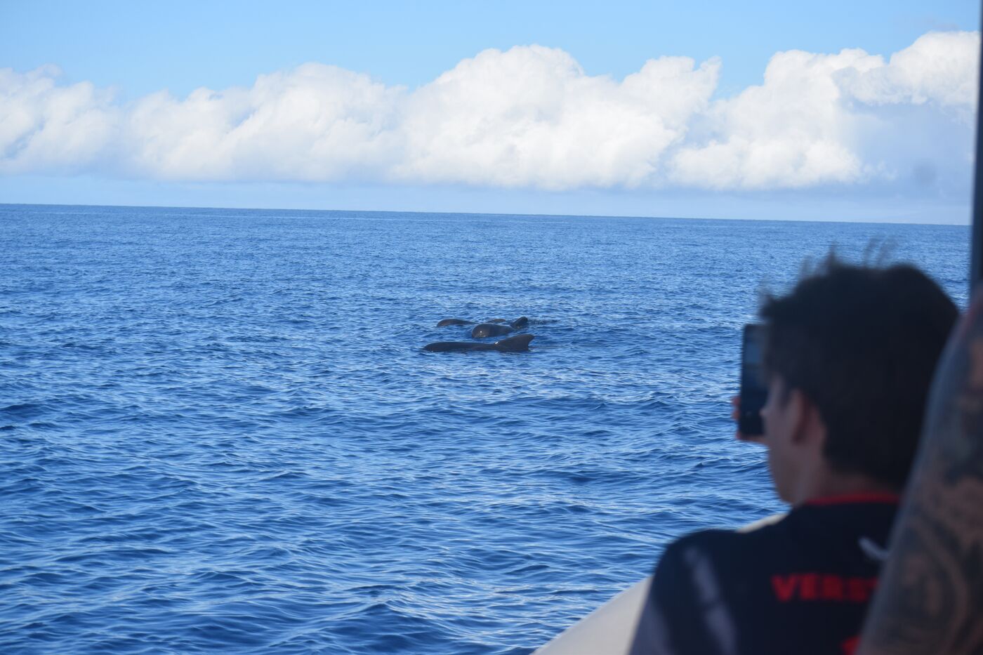 Short-finned pilot whale — photographed off south Tenerife