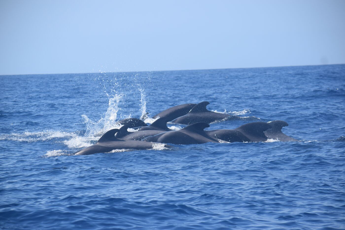 Short-finned pilot whale — photographed off south Tenerife