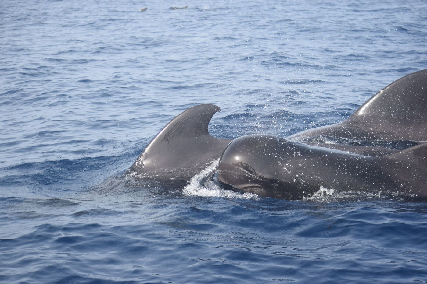 Short-finned pilot whale — photographed off south Tenerife