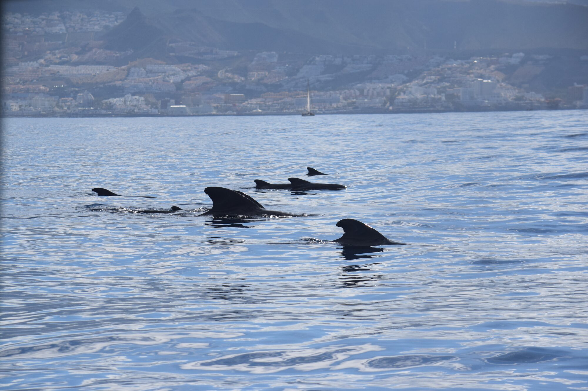 Pilot whales surfacing off the Costa Adeje coastline in Tenerife