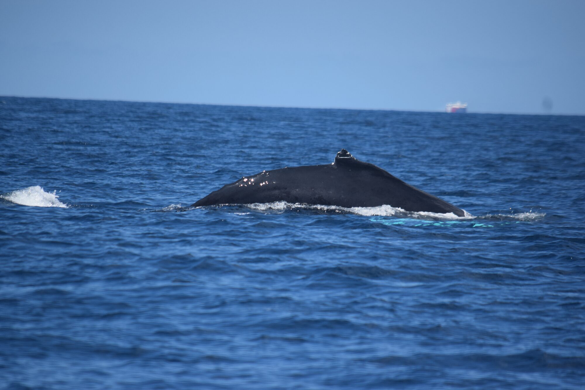 Rorquals — seen off Tenerife