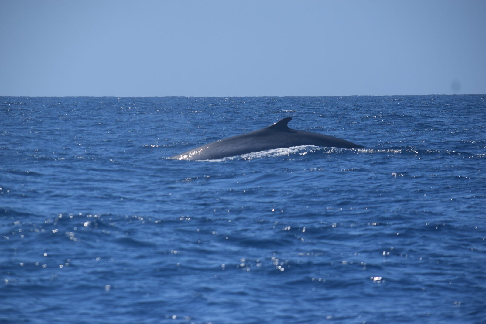Rorquals in Tenerife — Tenerife