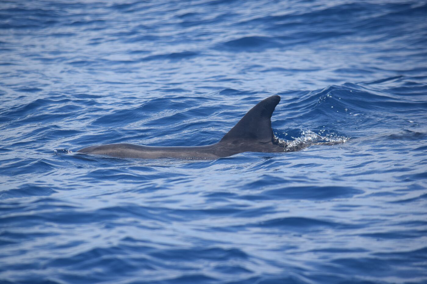 Rough-toothed dolphin — photographed off south Tenerife