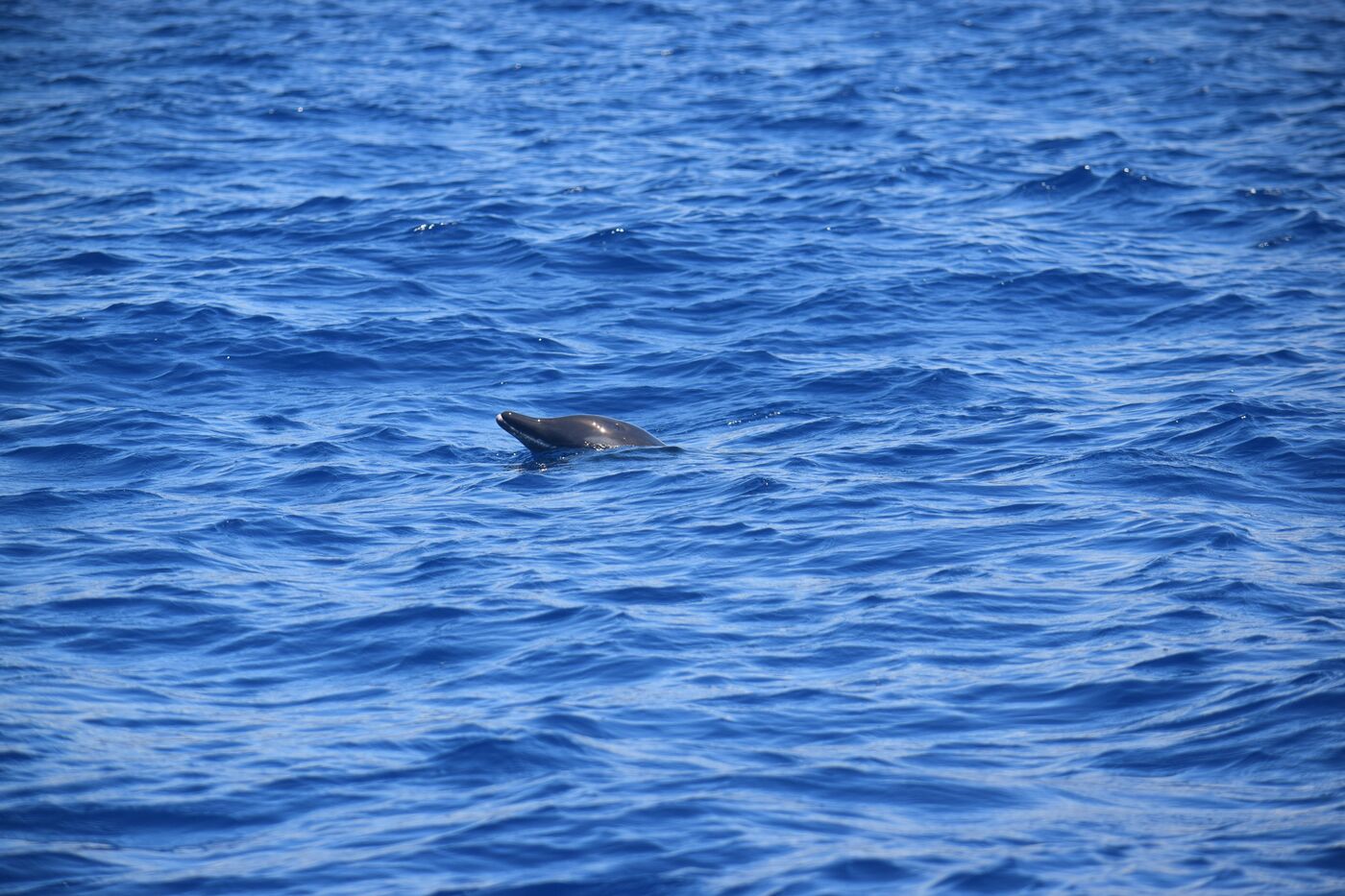 Rough-toothed dolphin — photographed off south Tenerife