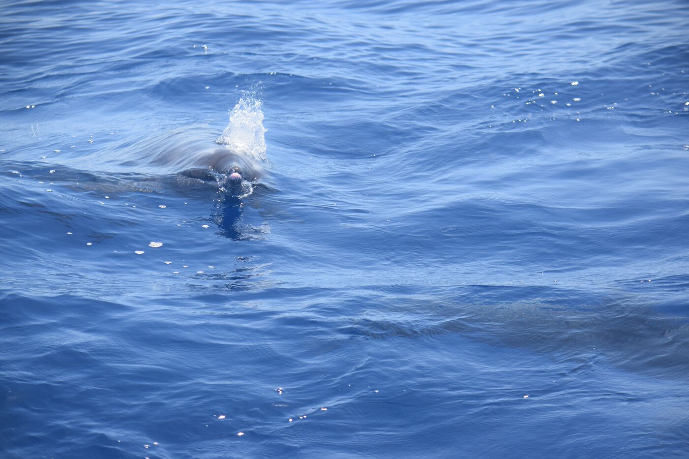 Rough-toothed dolphin — photographed off south Tenerife