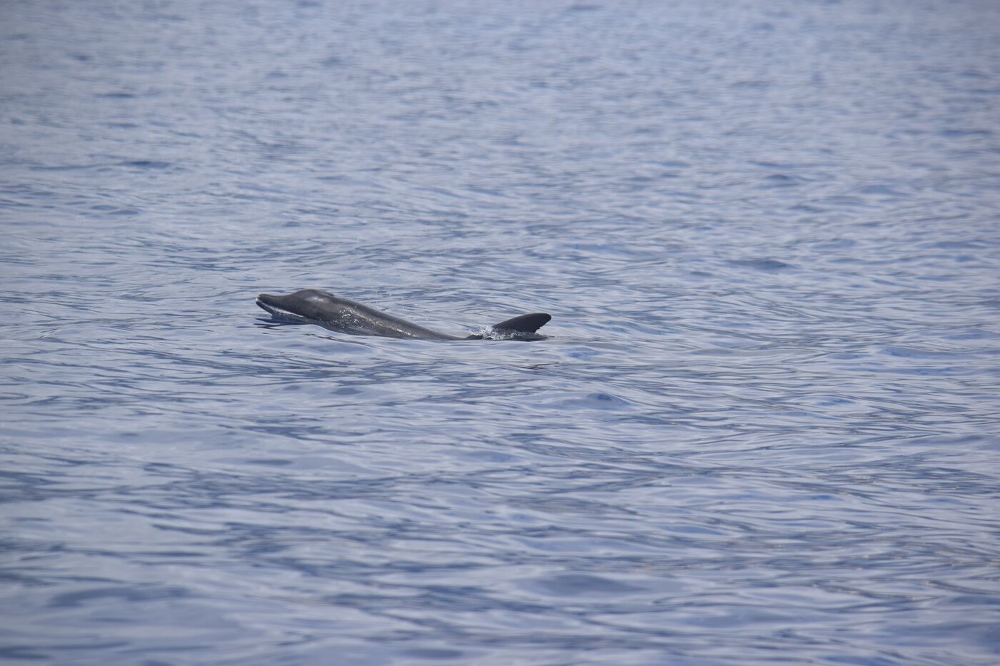 Rough-toothed dolphin — photographed off south Tenerife