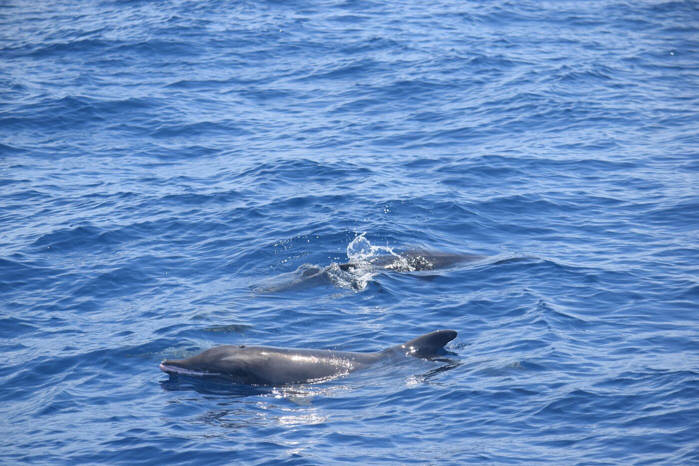 Rough-toothed dolphin — photographed off south Tenerife