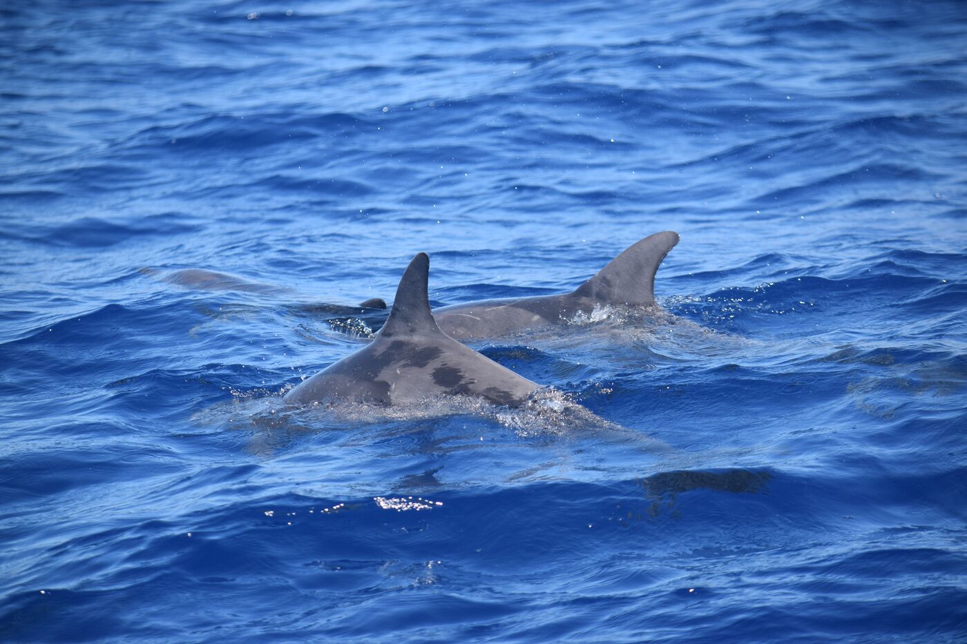 Rough-toothed dolphin — photographed off south Tenerife