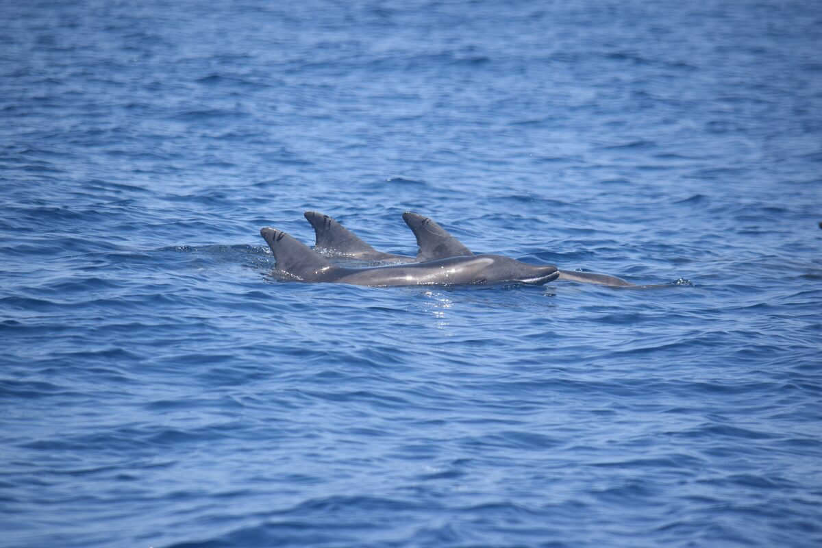 Rough-toothed dolphins in Tenerife — Tenerife