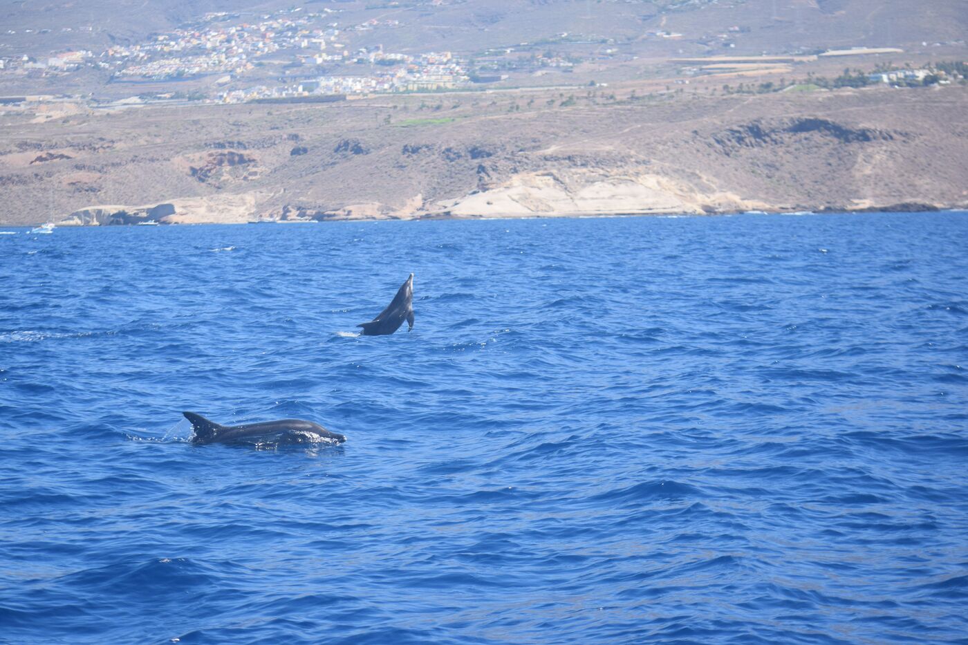 Rough-toothed dolphin — photographed off south Tenerife