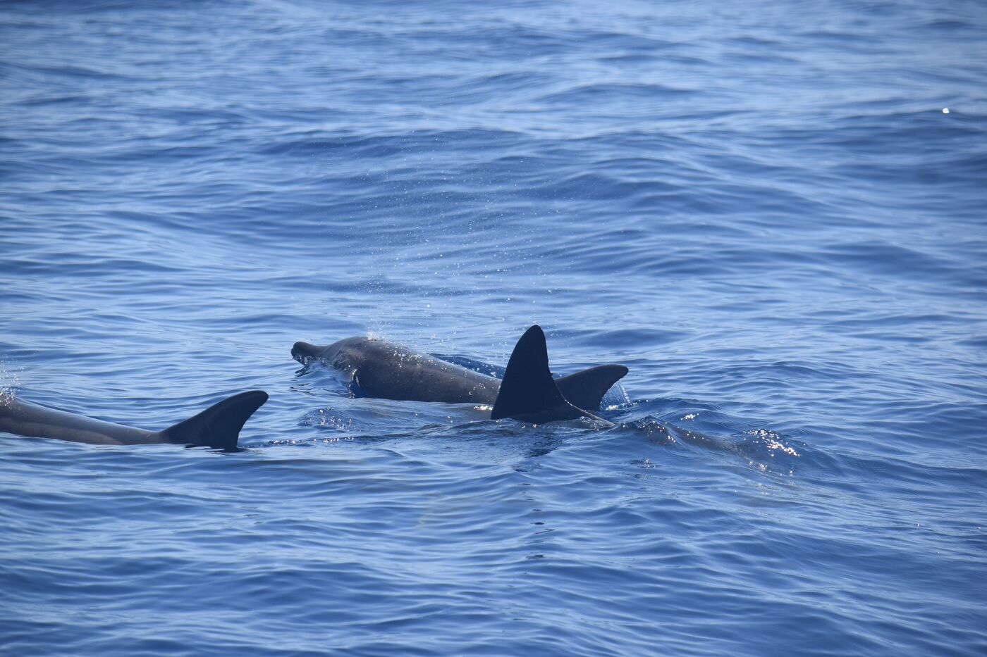 Rough-toothed dolphin — photographed off south Tenerife