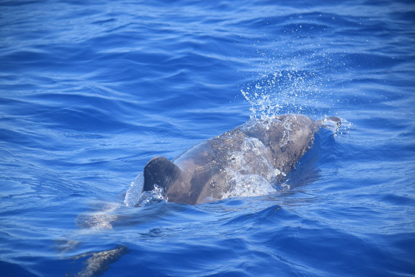 Rough-toothed dolphin — photographed off south Tenerife