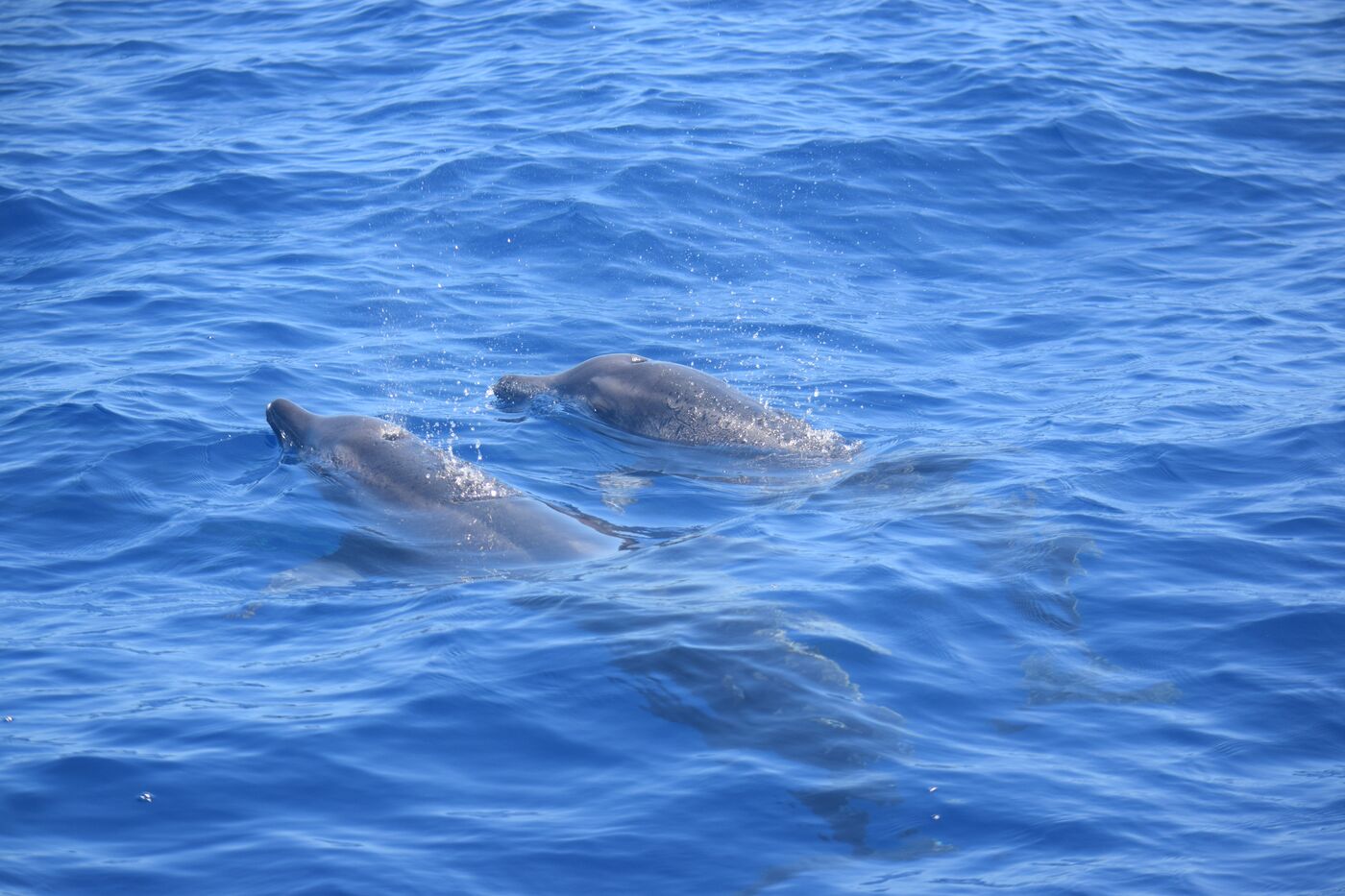 Rough-toothed dolphin — photographed off south Tenerife