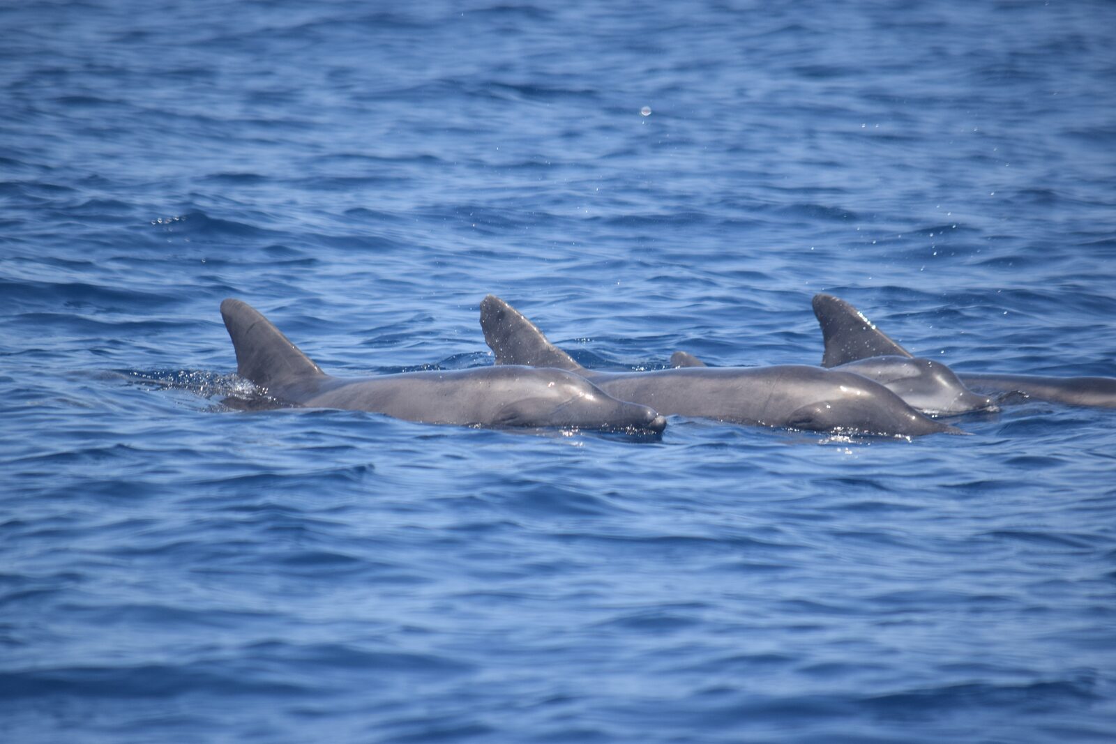 Rough-toothed dolphin — seen off Tenerife