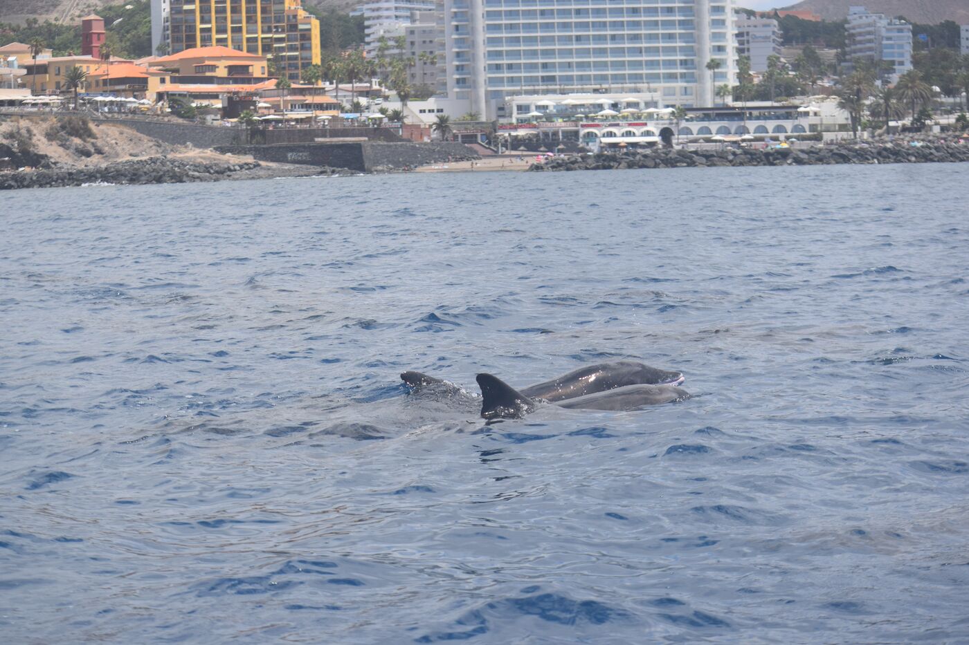 Rough-toothed dolphin — photographed off south Tenerife