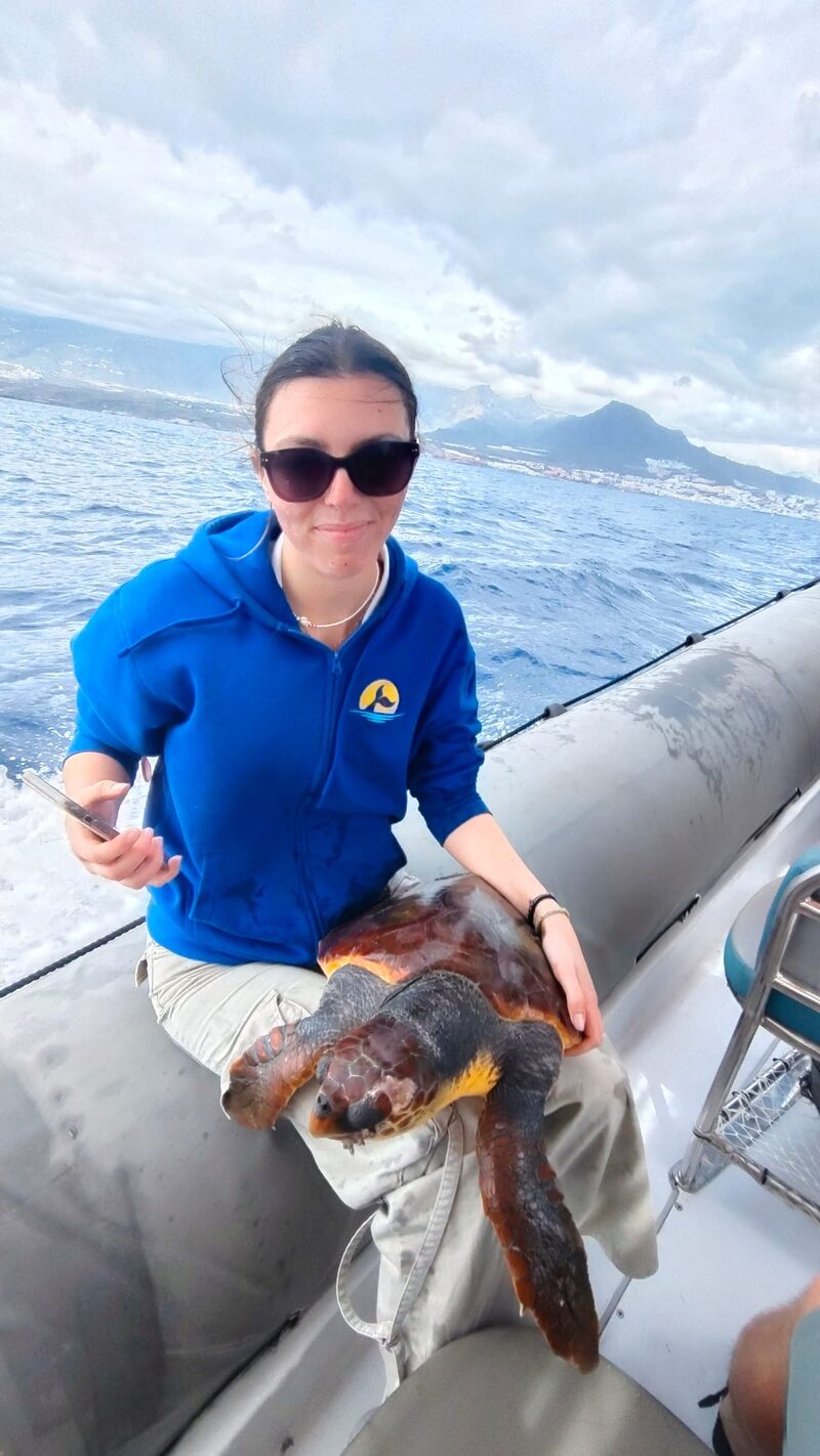 Crew from a whale watching boat recovering an injured loggerhead turtle off Tenerife