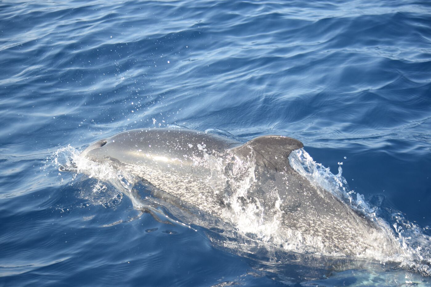 Atlantic spotted dolphin — photographed off south Tenerife