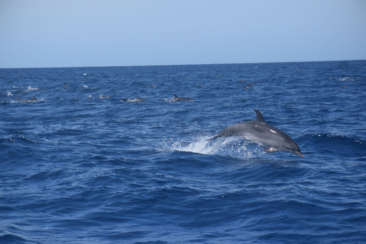 Atlantic spotted dolphin — photographed off south Tenerife