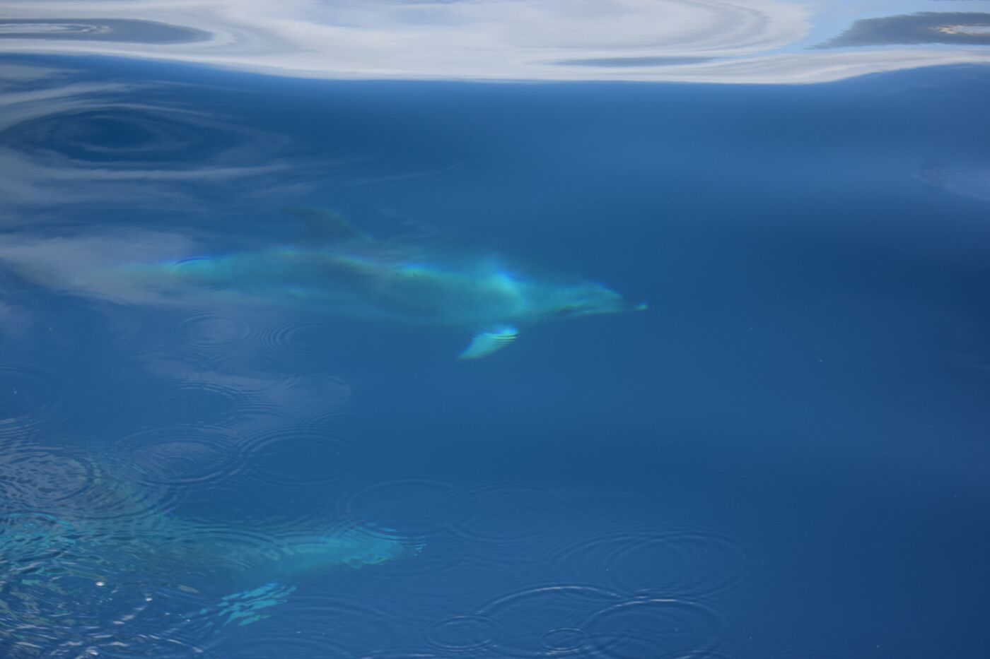 Atlantic spotted dolphin — photographed off south Tenerife