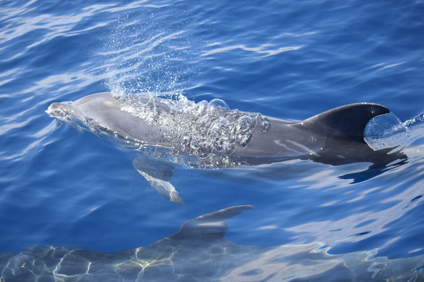 Atlantic spotted dolphin — photographed off south Tenerife