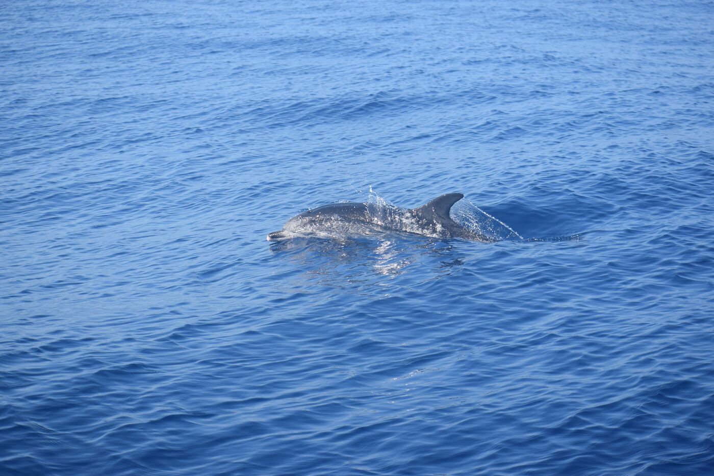 Atlantic spotted dolphin — photographed off south Tenerife