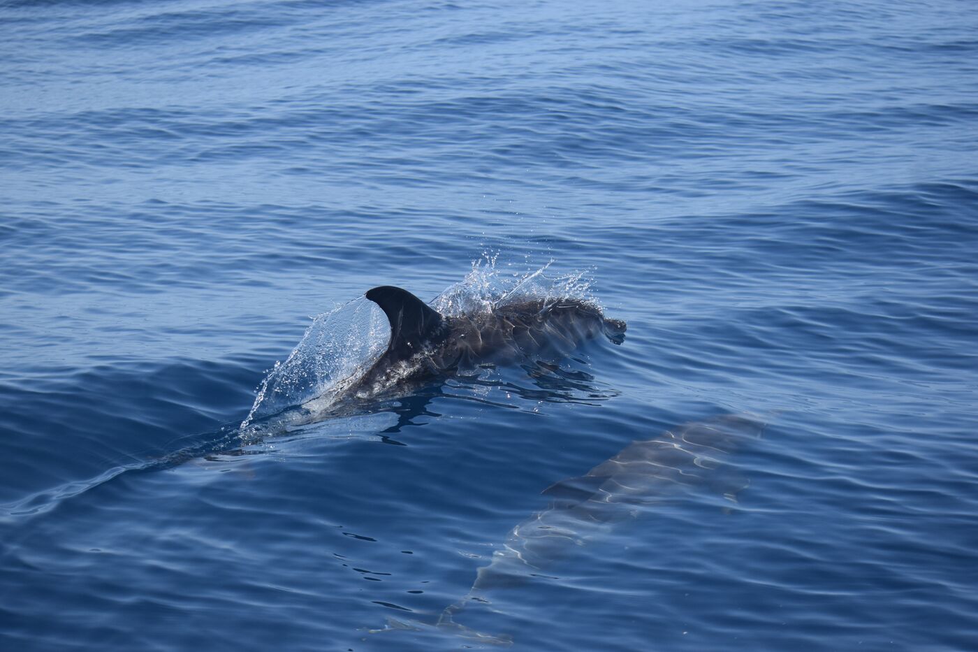 Atlantic spotted dolphin — photographed off south Tenerife