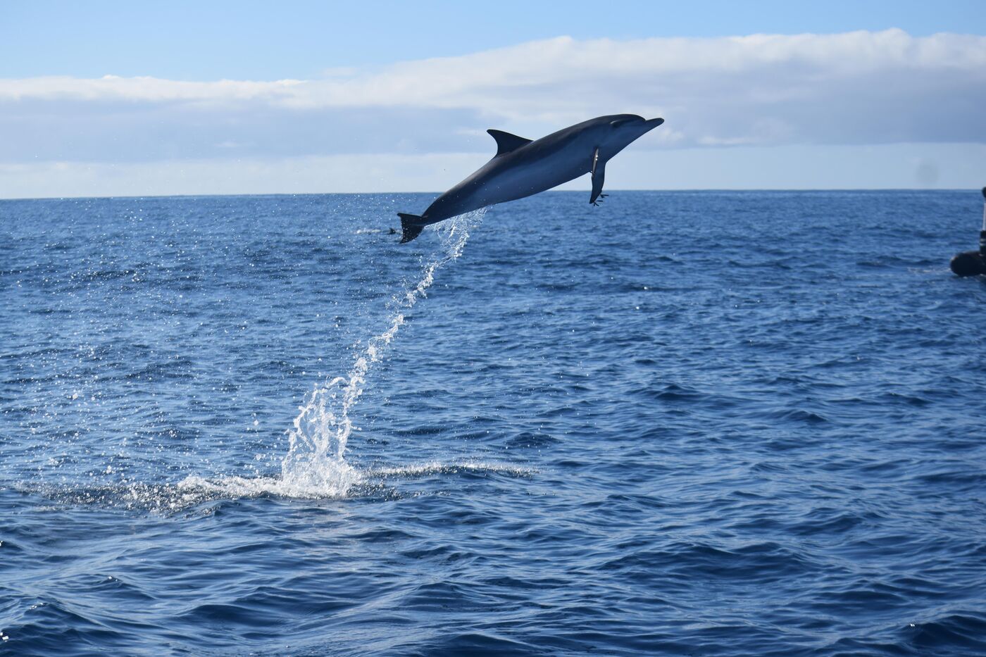 Atlantic spotted dolphin — photographed off south Tenerife