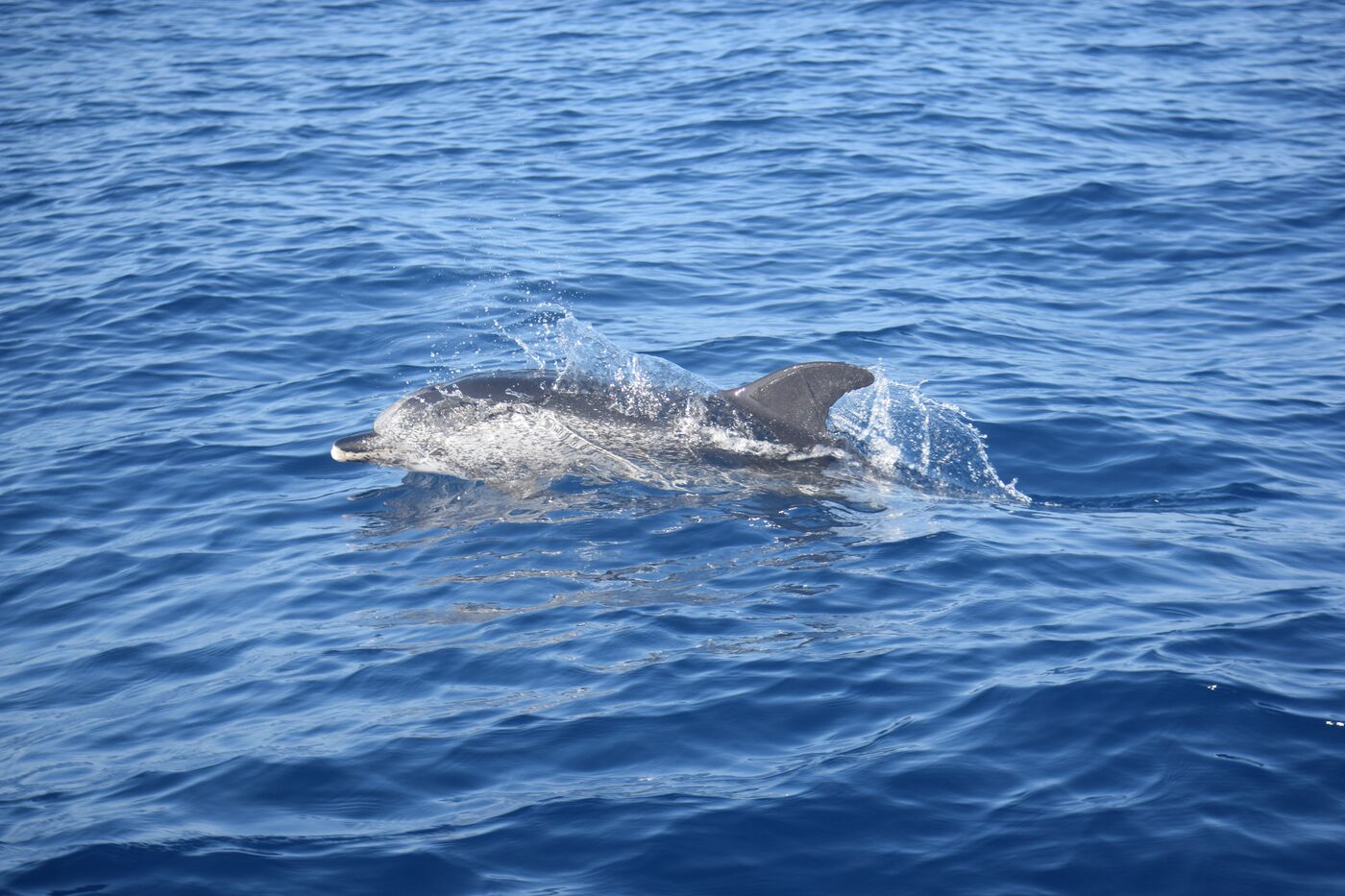 Atlantic spotted dolphin — photographed off south Tenerife