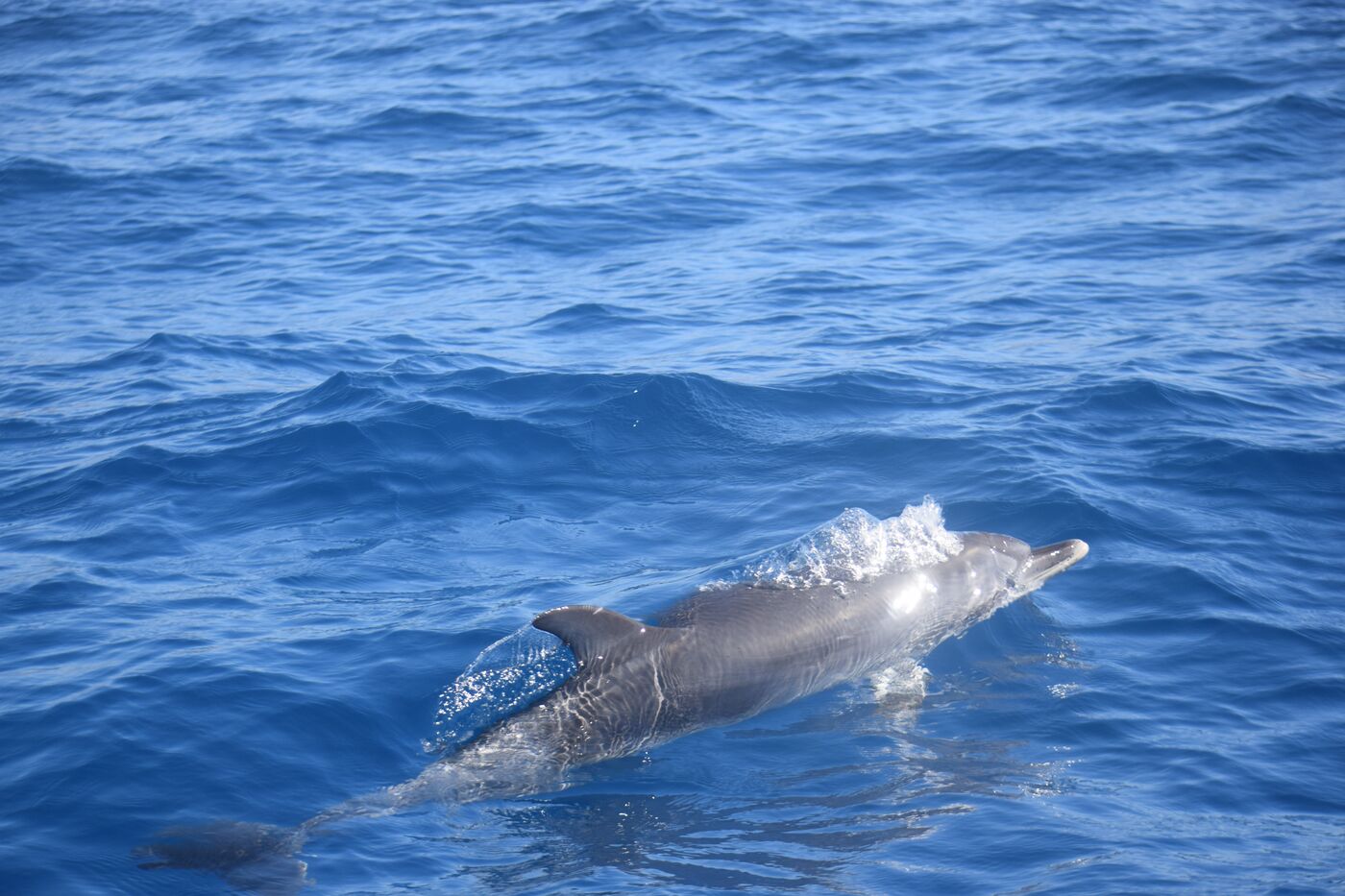 Atlantic spotted dolphin — photographed off south Tenerife