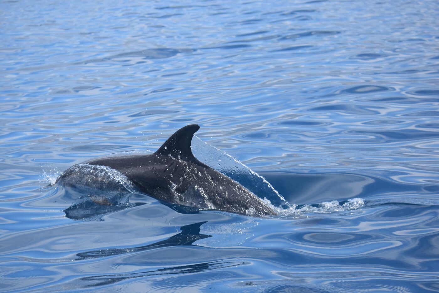 Atlantic spotted dolphin — photographed off south Tenerife