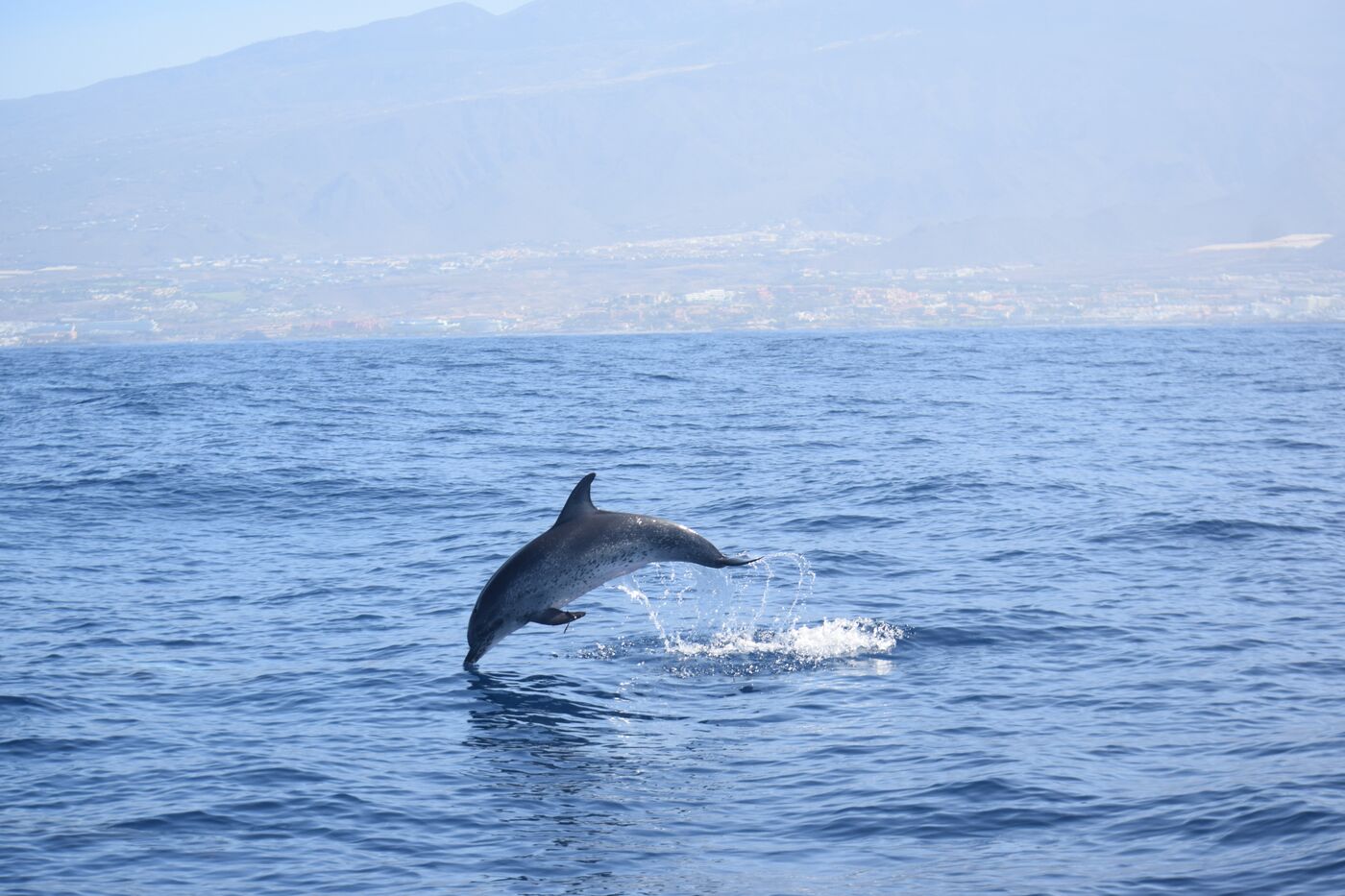 Atlantic spotted dolphin — photographed off south Tenerife