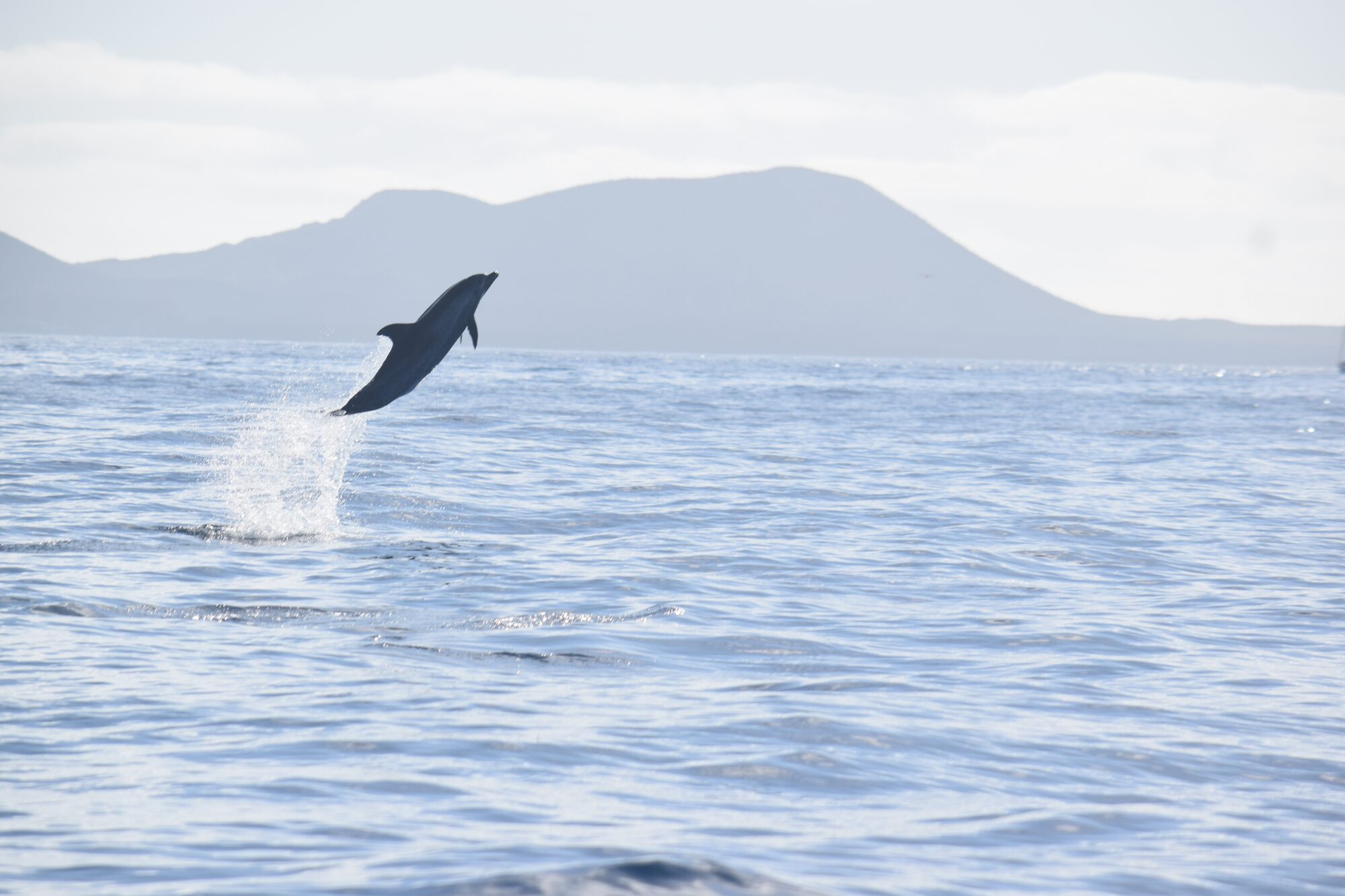 Der Atlantische Fleckendelfin auf Teneriffa — Tenerife