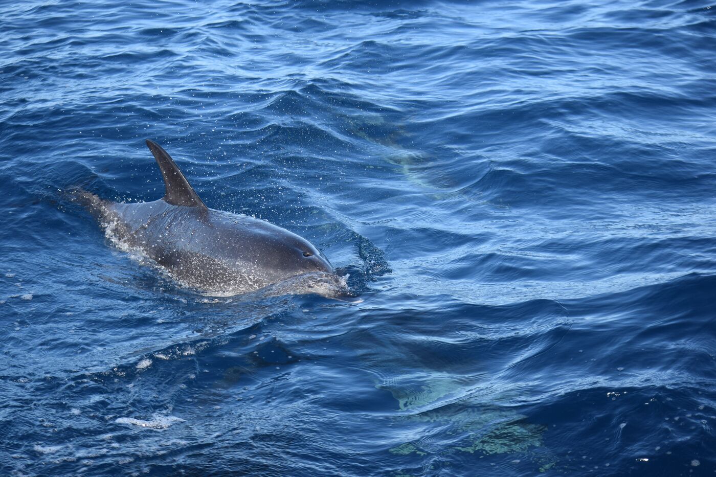 Atlantic spotted dolphin — photographed off south Tenerife