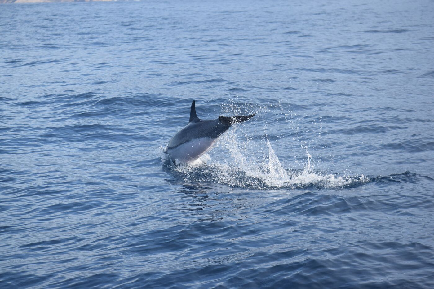 Atlantic spotted dolphin — photographed off south Tenerife