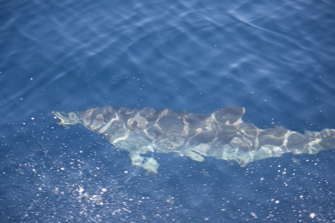 Atlantic spotted dolphin — photographed off south Tenerife