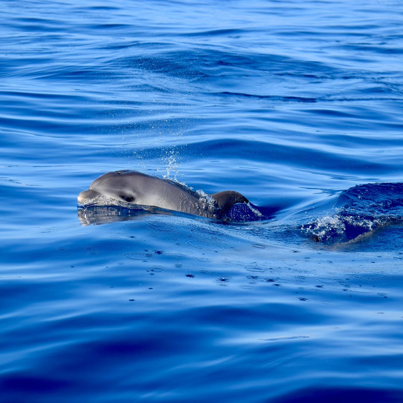 Atlantic spotted dolphin — photographed off south Tenerife