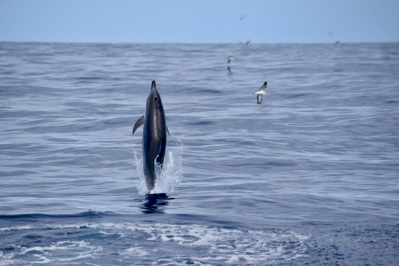 Atlantic spotted dolphin — photographed off south Tenerife
