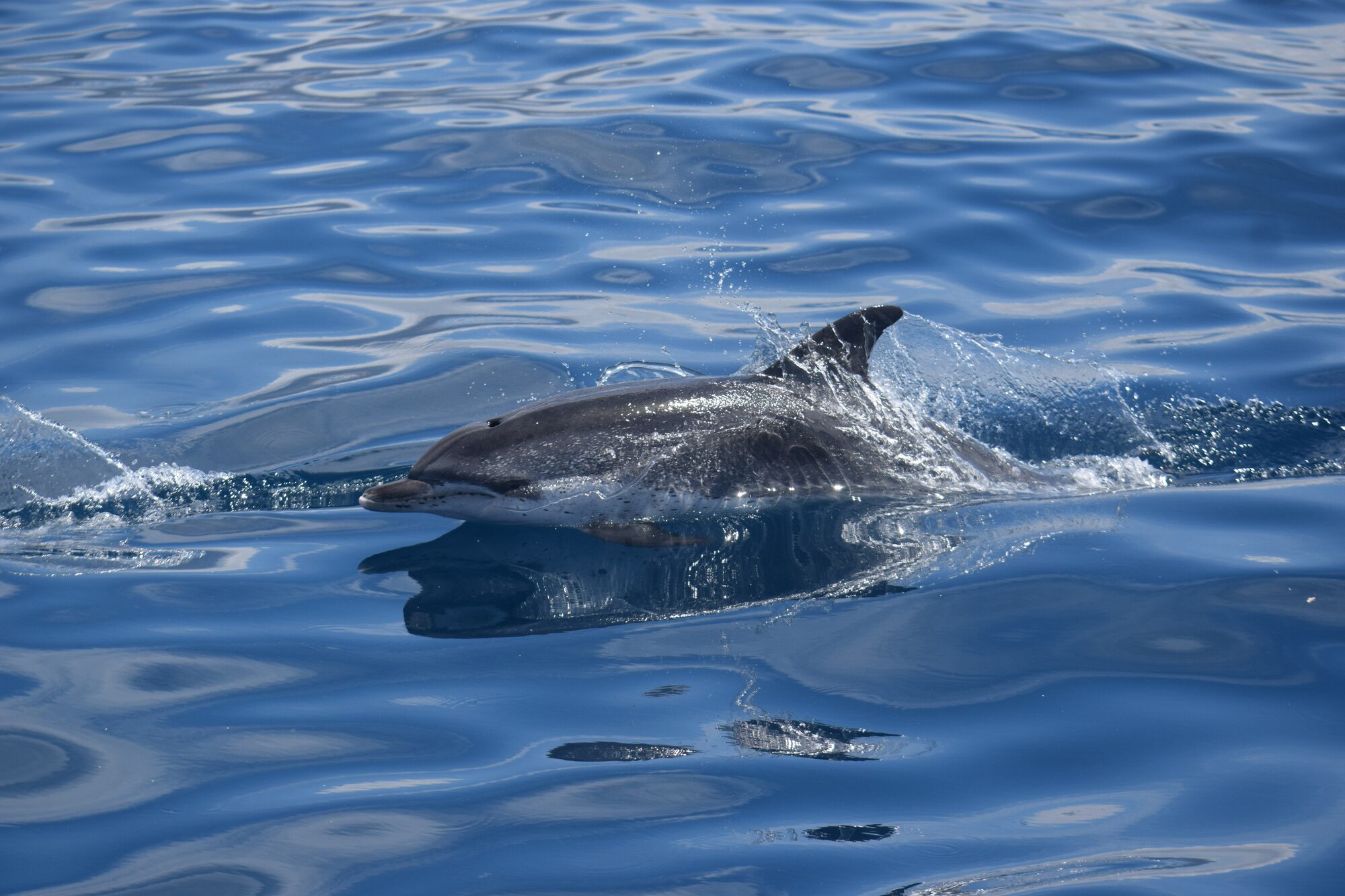 Atlantic spotted dolphins in Tenerife — Tenerife