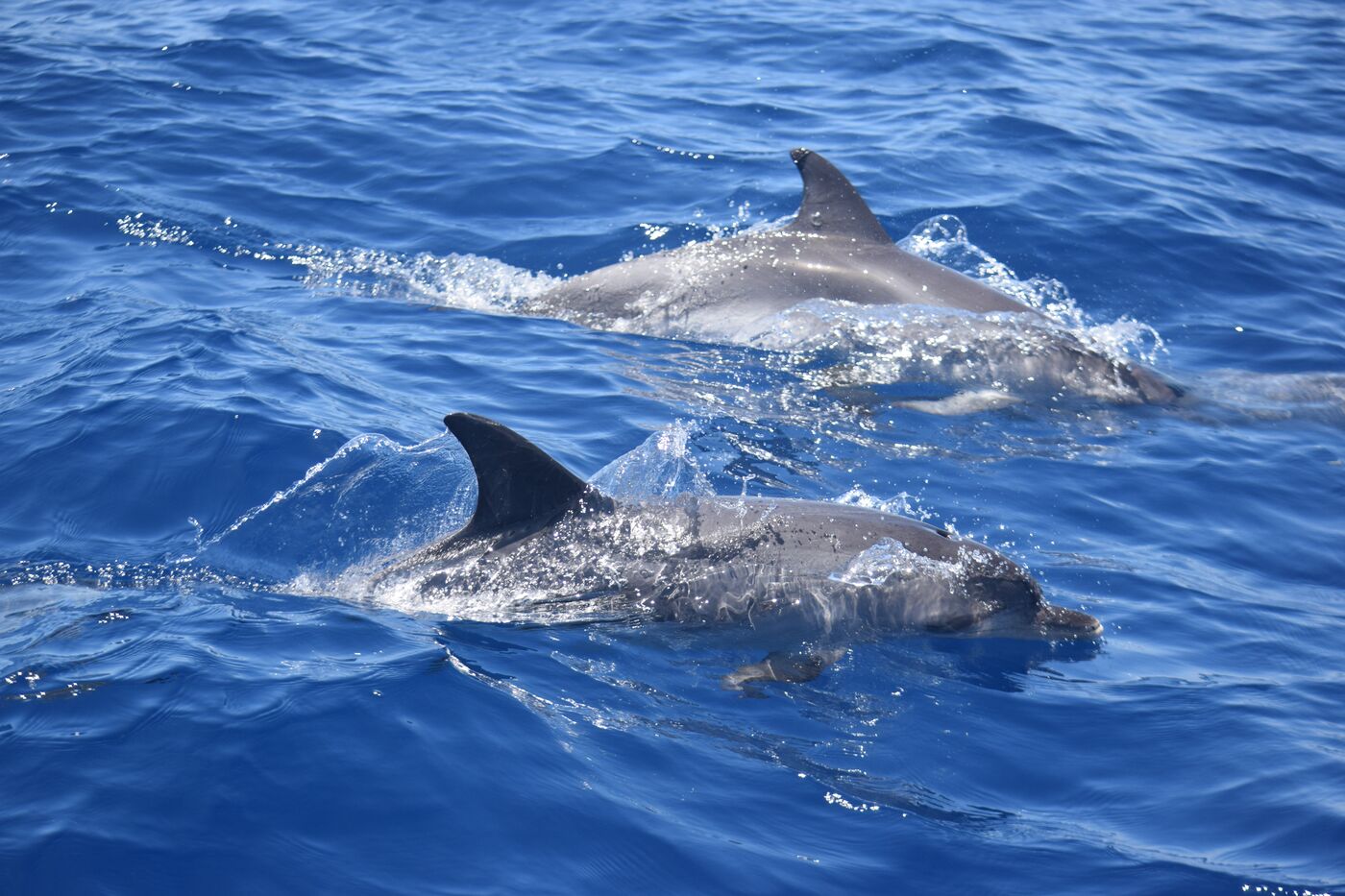 Atlantic spotted dolphin — photographed off south Tenerife