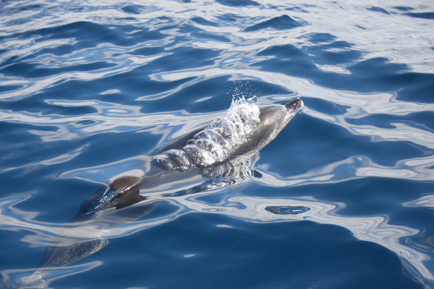 Atlantic spotted dolphin — photographed off south Tenerife