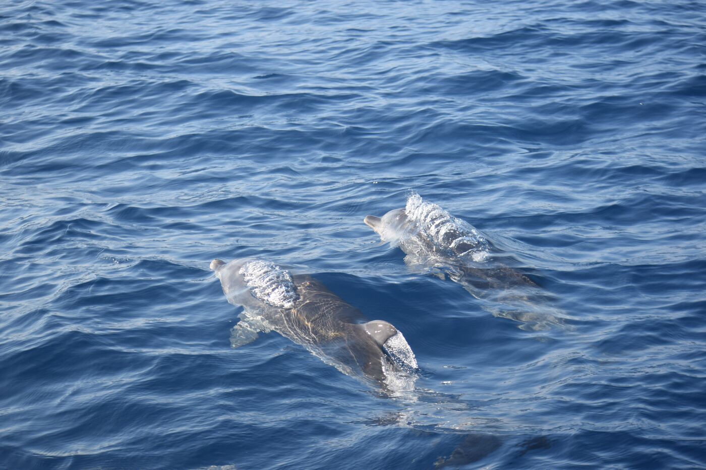 Atlantic spotted dolphin — photographed off south Tenerife