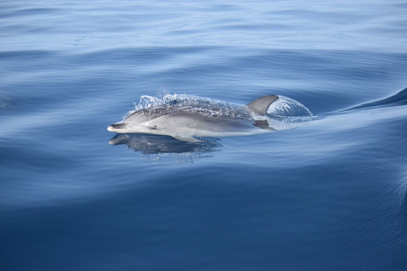 Atlantic spotted dolphin — photographed off south Tenerife