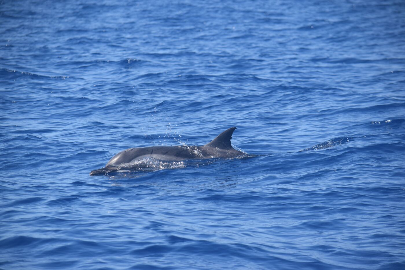 Stenella striata — photographed off south Tenerife