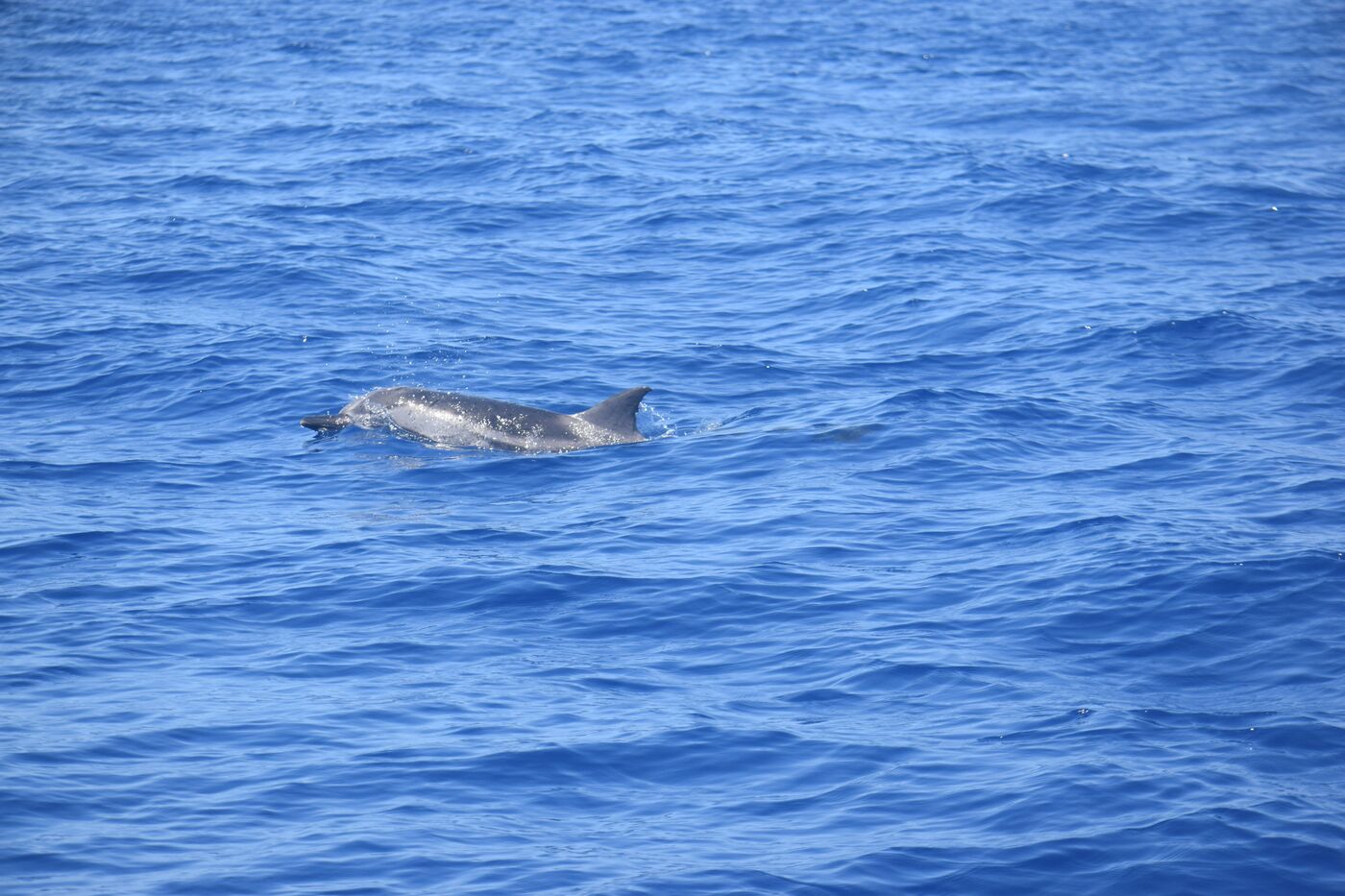 Stenella striata — photographed off south Tenerife