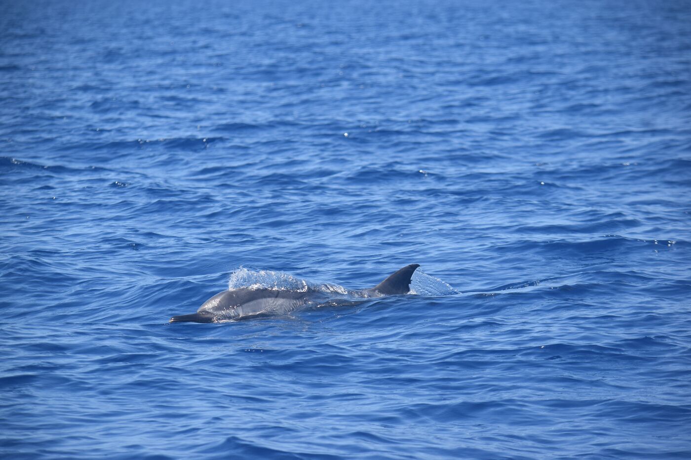 Stenella striata — photographed off south Tenerife